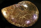 Sphenodiscus Ammonite With Rare Purple Iridescence #31426-4